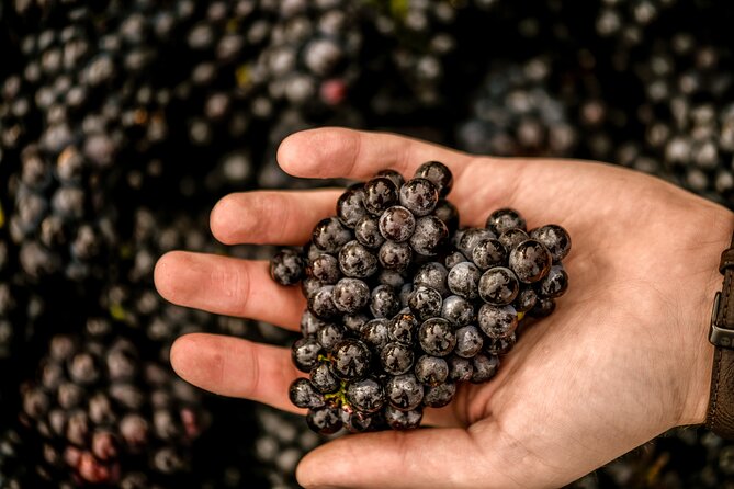 Owners vineyard tour and tasting at Oastbrook - Should you book the Oastbrook owner vineyard tour and tasting?