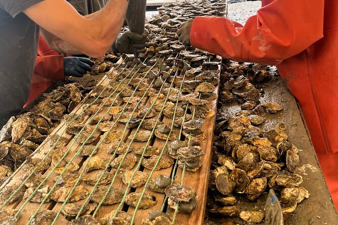 Oyster Farm, Ston and Winery Tour - Key highlights that make this tour worth your time