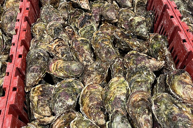 Oyster Farm, Ston and Winery Tour - The oyster farm segment: 5 oysters plus your first wine pairing