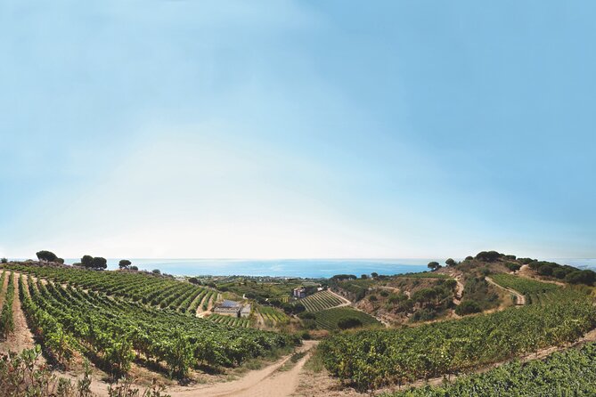 Paella Cooking Experience & Winery Tour from Barcelona - Transfers and timing: how the 5.5 hours likely feels