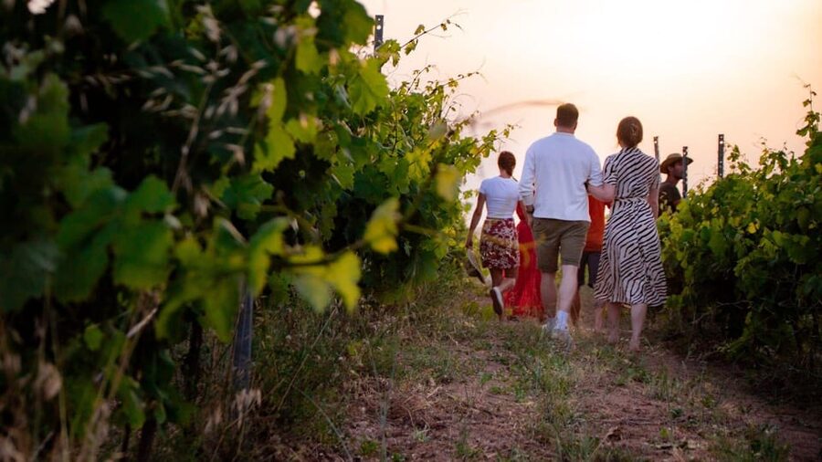 Palau: wine tasting in a Gallura winery - Pairings that make sense: sheep cheese, carasau, and cured meats