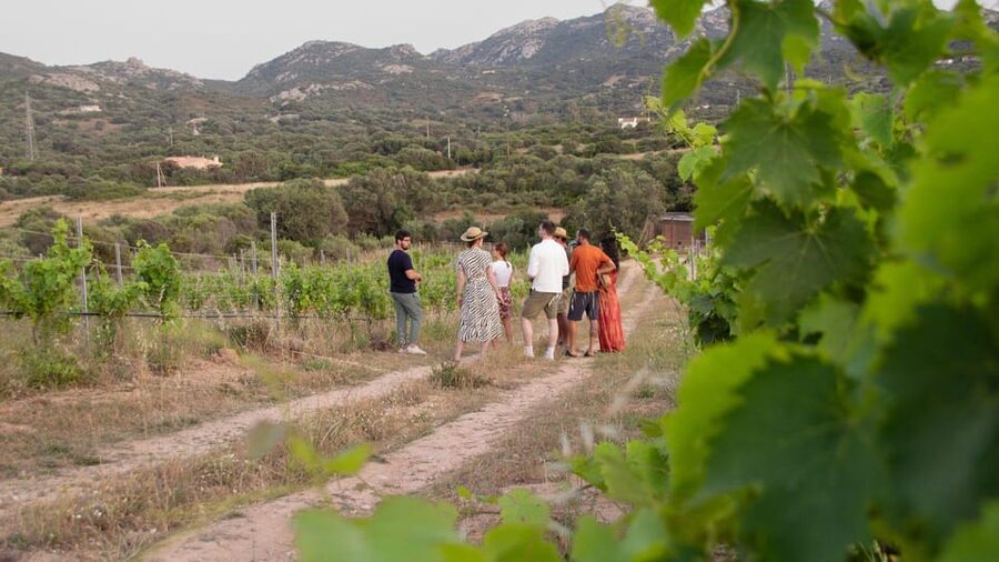Palau: wine tasting in a Gallura winery - Price and value: is $98 per person fair?