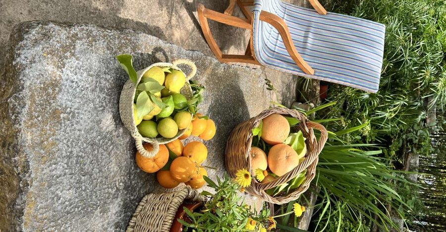 Palma: Orange Farm, Olive Mill, & Winery Tour with Tastings - Key highlights to know before you go