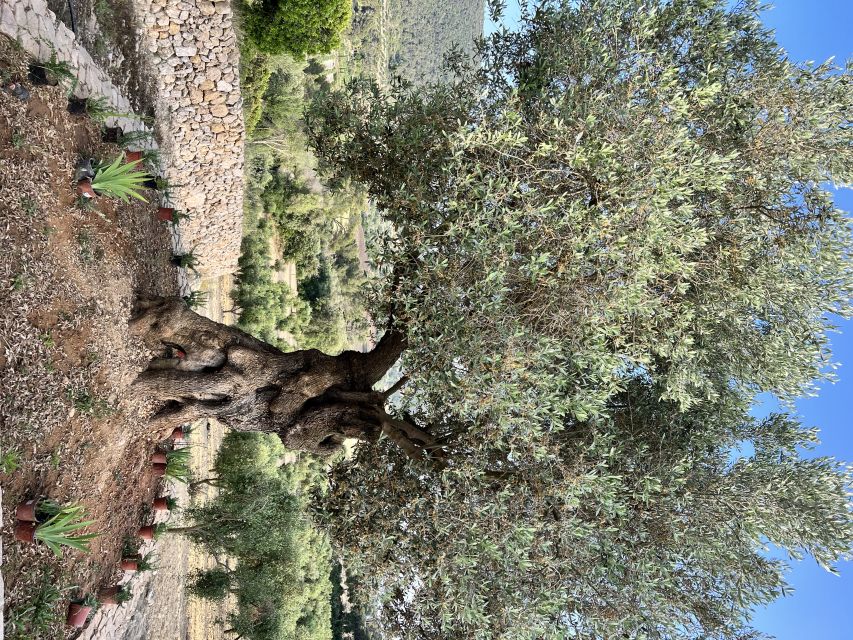 Palma: Orange Farm, Olive Mill, & Winery Tour with Tastings - Stop 3: Olive estate and mill (guided tour + olive oil tasting)