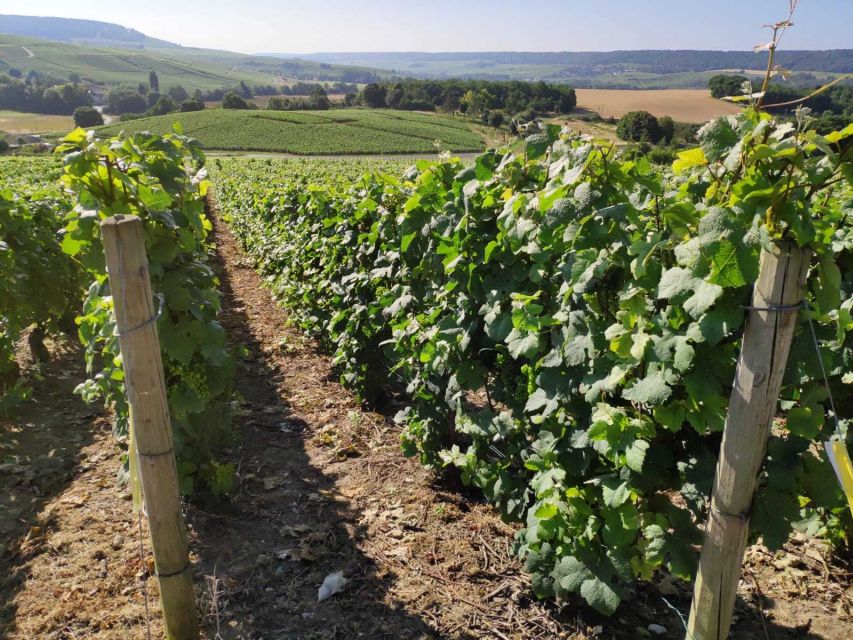 Paris: Private Epernay Trip with Champagne Vineyard Tastings - Dom Pérignon’s grave and vineyard village views