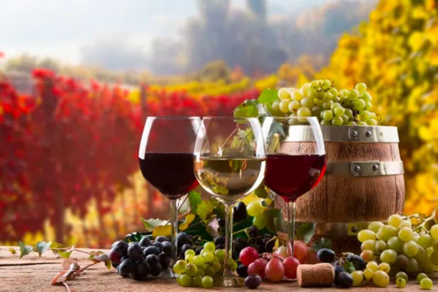 Parma: Winery Tour and tasting - Wine Tasting + Local Product Pairings: The Part You’ll Remember