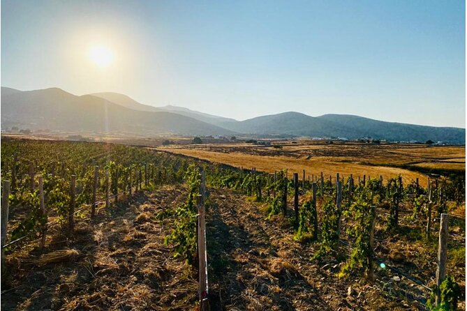 Paros Wine Tasting at a Local Winery - Quick hits before you go
