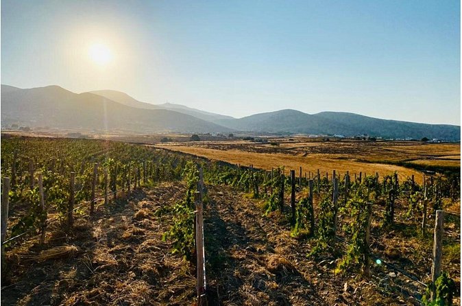 Paros Wine Tasting at a Local Winery - Snacks and small-group comfort: where people actually enjoy themselves