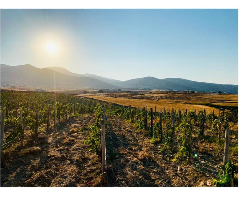 Paros: Wine tasting at Local Winery - Practical tips to make your hour count