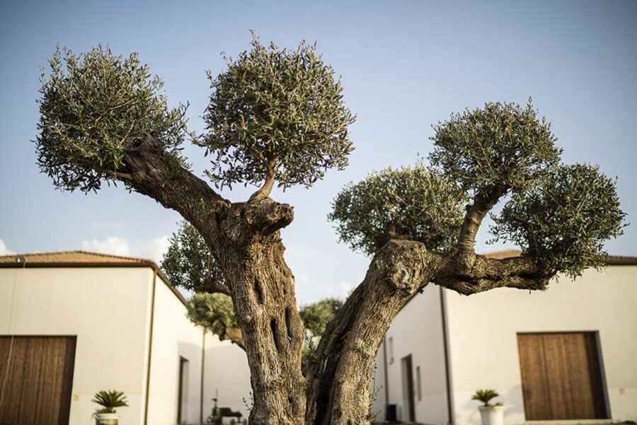 Partinico: Historic Sicilian Vineyard & Wine Tasting Tour - Quick takeaways before you go
