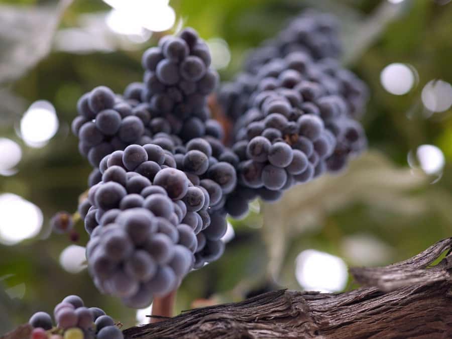 Paso Robles & Atascadero: 3-Winery Tour Including Lunch - Winery stop 1: your first tasting room and how to pace the day