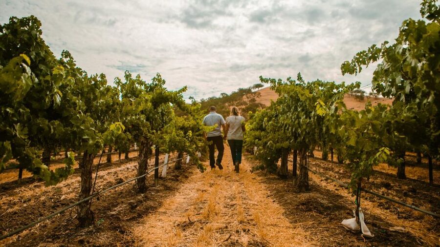 Paso Robles: Scenic Sidecar Vineyard Tour - Who This Tour Fits Best (and Who Should Skip It)