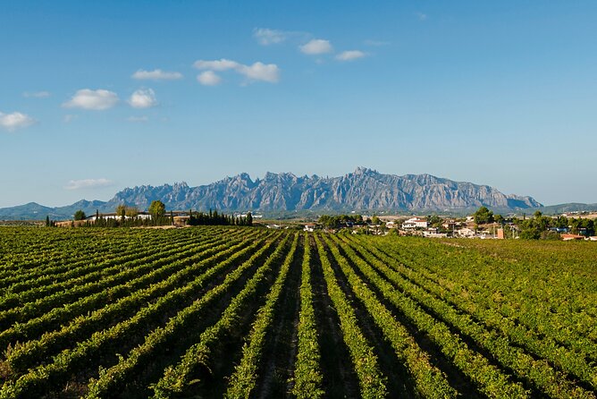 Penedes and Cava Winery Small Group Tour - Price and value for $118.57 per person
