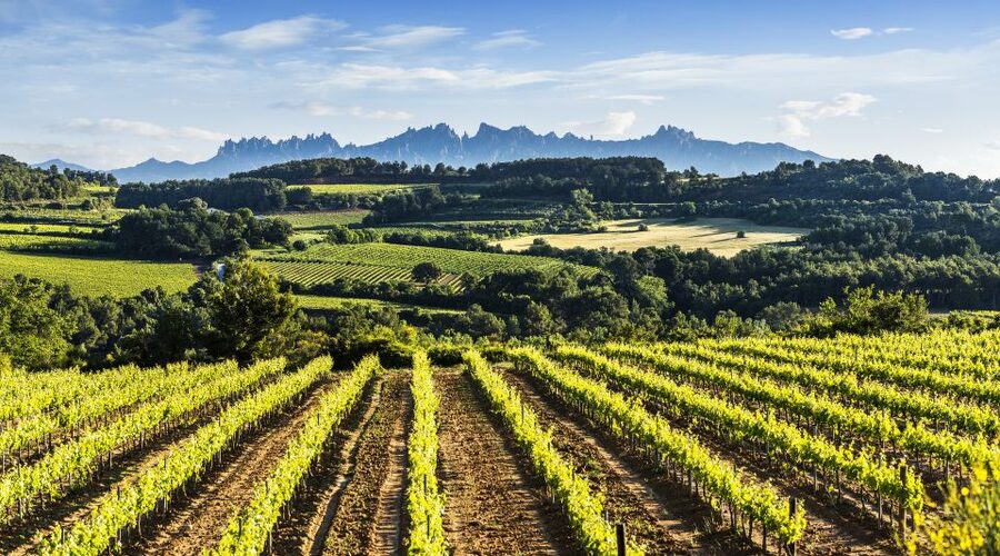 Penedès/BCN: Self-Guided eBike Tour with guided Winery Visit - Price and value: what $77 really covers