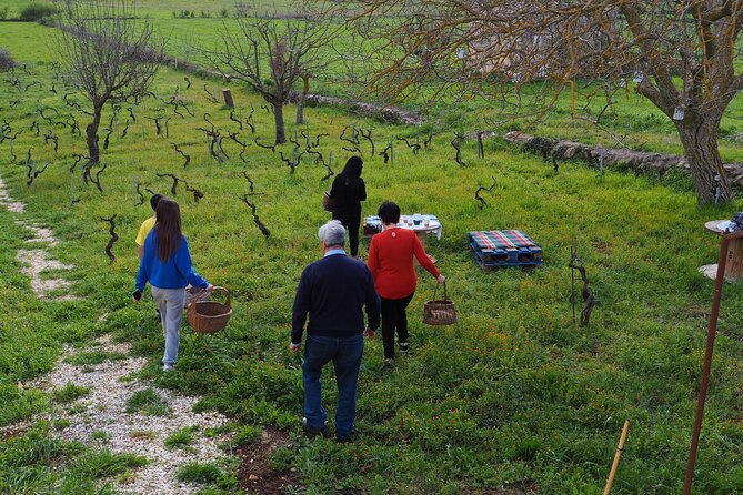 Picnic aperitif in the vineyard of an ancient trullo in Martina Franca - Meeting point in Martina Franca: what you should know before you go