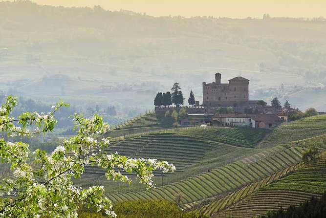Piedmont Winery Tour: Taste Barolo, Barbaresco & Traditional Food - Extra virgin olive oil, and a small detail to double-check
