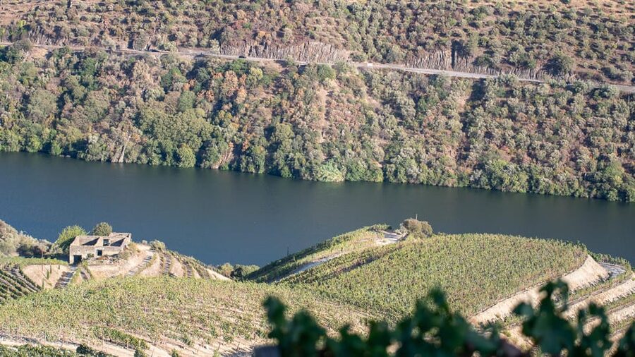 Pinhão: Quinta da Formigosa Vineyard Tour and Wine Tasting - Stop 1: vineyard photo stop, walk, and the basics of growing grapes