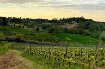 Pisa: Winery Tour and Wine Tasting with Local Food Pairing - The vineyard tour: seasonal work you can actually picture