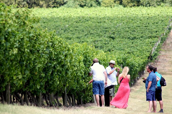 Pizzorno Winery with Lunch and Wine Tasting - Vineyard walk at Pizzorno Family Estates: grapes, family stories, and real questions