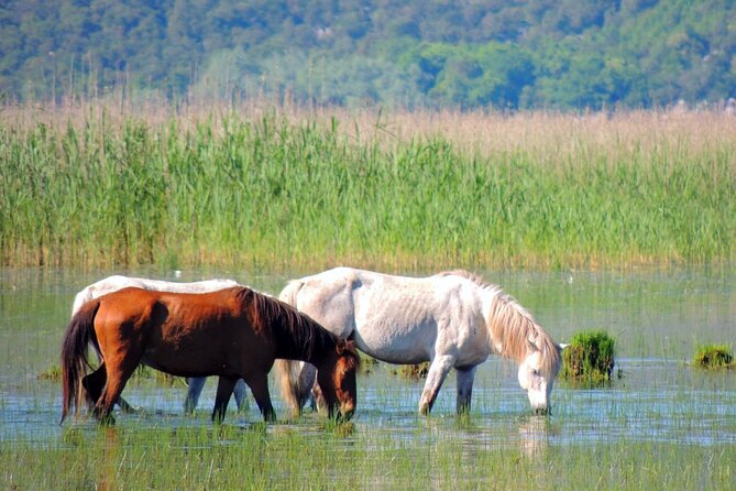 Podgorica Historic, Safari and Winery tour - Skadar lake and River Crnojevica - Karuc village and the old house of St Petar Cetinjski
