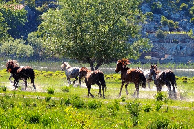 Podgorica Historic, Safari and Winery tour - Skadar lake and River Crnojevica - Who this tour suits (and who might want something else)