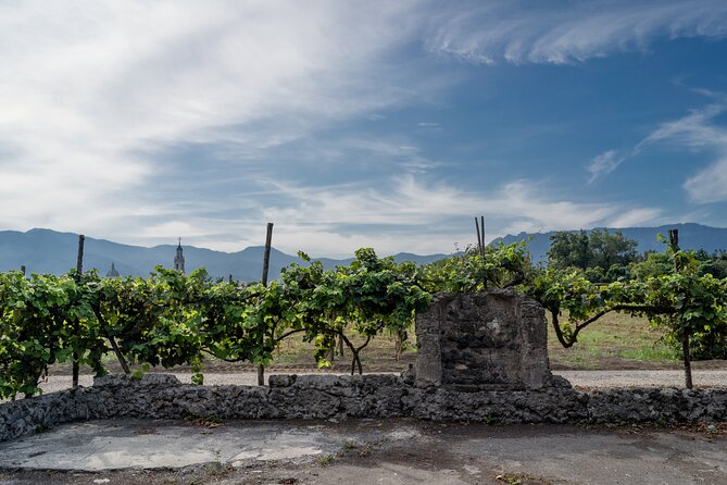 Pompeii Vineyard Escape: Private Wine Tasting & Lunch - Lunch Under the Vines: Bruschetta, Paccheri, Babà