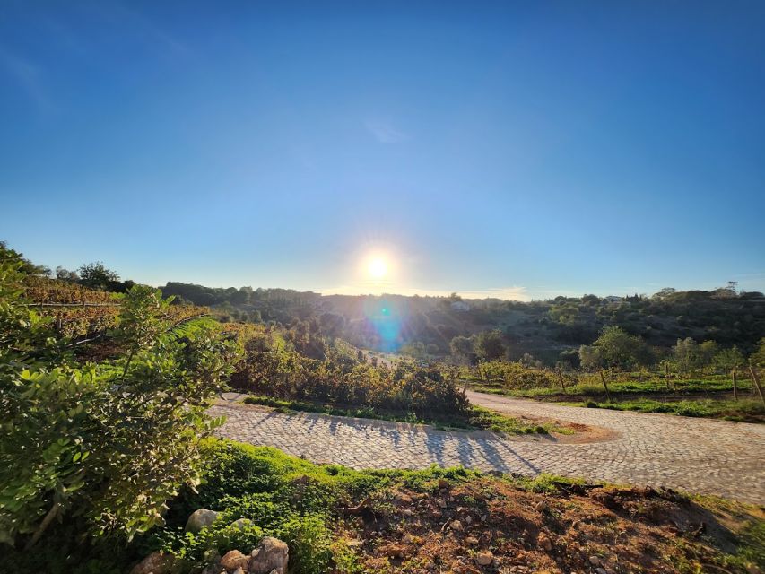 Porches: Algarve Vineyard Tour and Wine Tasting Experience - Key things to know before you go