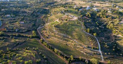 Porches: Algarve Vineyard Tour and Wine Tasting Experience - How the 1.5-hour experience flows (and what to expect step by step)