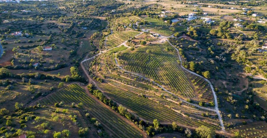 Porches: Algarve Vineyard Tour and Wine Tasting Experience - How the 1.5-hour experience flows (and what to expect step by step)