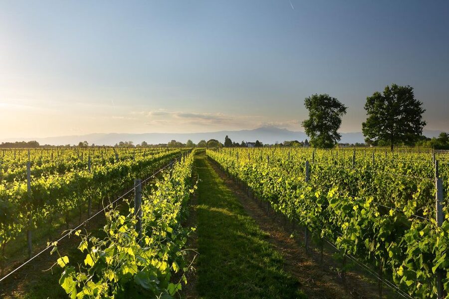Pramaggiore: Ornella Bellia Winery Guided Tour & Tasting - When timing hits right: harvest season can add a bonus
