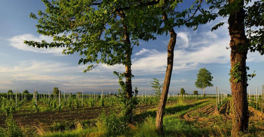 Pramaggiore: Ornella Bellia Winery Guided Tour & Tasting - Local food pairings: it’s not just cheese and crackers