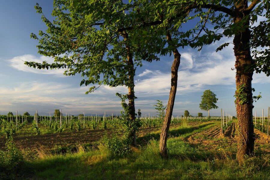 Pramaggiore: Ornella Bellia Winery Guided Tour & Tasting - Logistics you should get right: parking, getting there, and what to expect if you’re mobility-limited