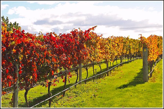 Premium 4 -Best Wineries Napier Hawke's Bay Tour, 5.5h - 6Hours - The four-stop concept: variety is the whole point
