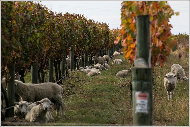 Premium 4 -Best Wineries Napier Hawke's Bay Tour, 5.5h - 6Hours - Lunch and food: included, but manage portion expectations