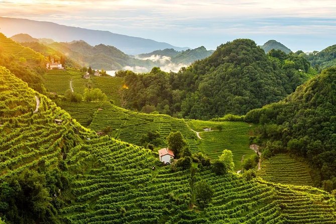 Premium Prosecco Hills Winery Tour with Prosecco Tastings & Food - Four glasses of Prosecco DOCG: what you’re tasting and why DOCG matters