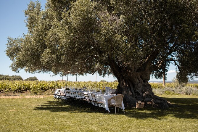 Premium Vineyard Tour & Tasting - 3) Your 90 minutes with a local guide: vines, stories, and Q&A