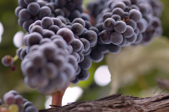 PRIVATE All-Inclusive 3-Winery Tour from Santa Barbara in S.Y.V. - Guides and Tasting Style: Where You Get More Than Just a Glass