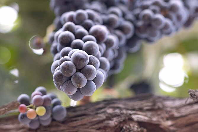 PRIVATE All-Inclusive 3-Winery Tour Santa Ynez/Solvang/Buellton - Private van, grape answers, and an easy start from your hotel