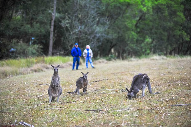 Private Blue Mountains and Winery Day-Trip from Sydney - Customization: How a Private Guide Changes the Whole Day
