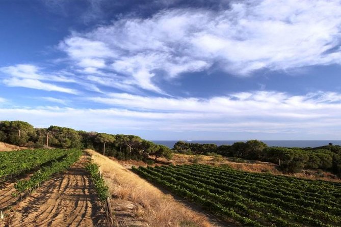 Private Breakfast Winery Experience - Private Wine Tasting Tour - Key Highlights You’ll Care About
