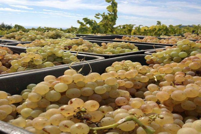 Private Breakfast Winery Experience - Private Wine Tasting Tour - Value and Price: Is $309.77 Worth It?