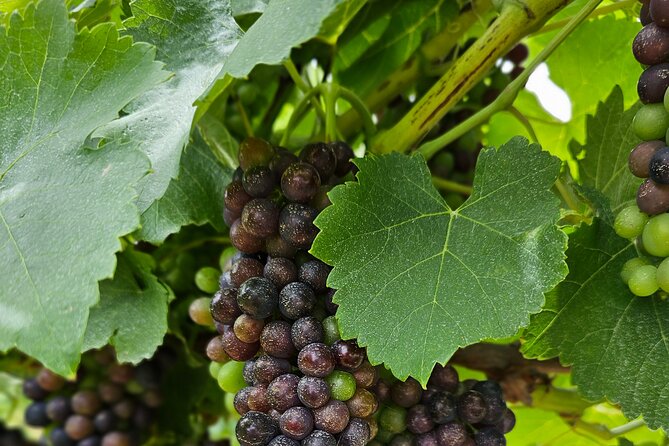 Private Canberra Winery Tour with lunch - A private Canberra wine day, built for your pace and preferences