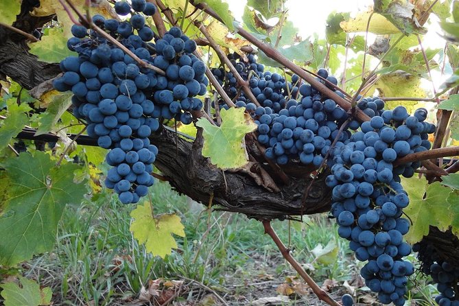 Private Customizable Niagara Day Trip/Wine Tour from Toronto - Key points I’d bookmark