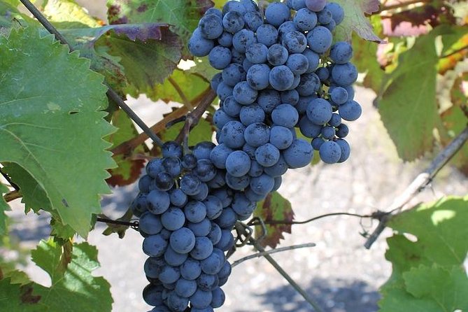 Private day tour to Pompei ,winery, Sorrento from Napoli/Salerno/Amalfi/Positano - Sorrento in the afternoon: what to do with the time you get