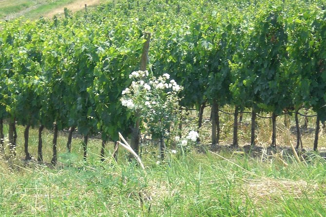 Private day tour to Pompei ,winery, Sorrento from Napoli/Salerno/Amalfi/Positano - FAQ