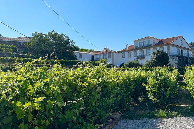 Private Douro Valley Winery Tour and River Cruise w/ Mercedes SUV - Miradouro Torguiano: The Vineyards From Above (30 Minutes)
