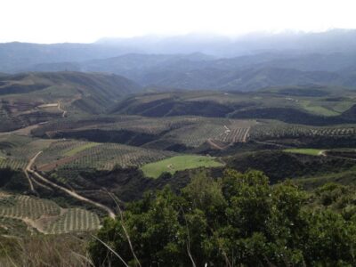 Private Exclusive Manousakis Winery and Vineyard Tour - Getting to Vatolakkos from Chania without stress