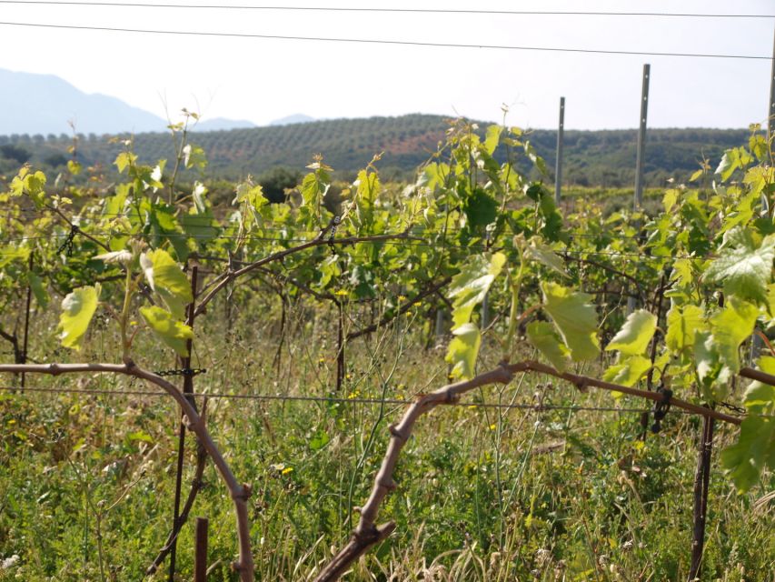 Private Exclusive Manousakis Winery and Vineyard Tour - Stop by stop: what you actually do during the 5 hours
