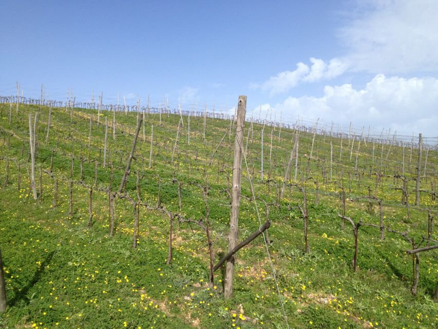 Private Exclusive Manousakis Winery and Vineyard Tour - Price and value: why $565 can make sense for the right group