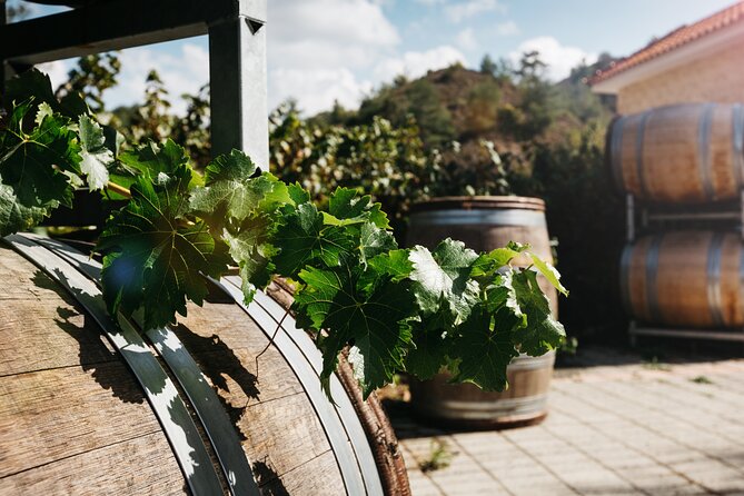 Private Full-Day Tour in Lanarca with a Visit to a Winery - Stop 4: Ktima Christoudia Winery in Kato Drys